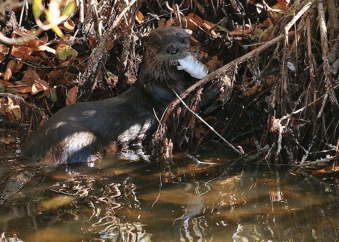 Otters mostly eat fish and aquatic critters, such as snakes, frogs, and crayfish, and sometimes will eat waterfowl and other mammals. (Photo/Ohio Division of Wildlife)