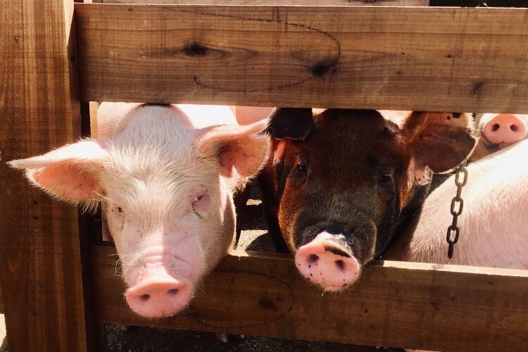 Pork is one of the many farm-to-table products Shelby Toops raises and sells at Red Moon Ranch in South Vienna.